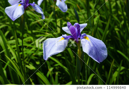 Iris flowers at Johoku Iris Garden in Osaka Iris flowers at Johoku Iris Garden in Osaka 114999840