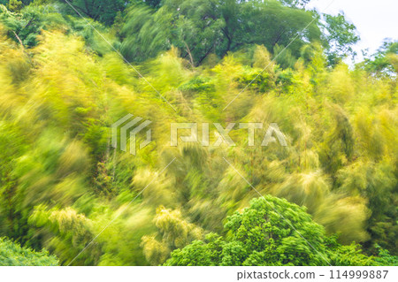 Yokohama cityscape in Japan: Beautiful yellow bamboo forest sways in the spring storm...image of endurance, strong winds, etc. 114999887