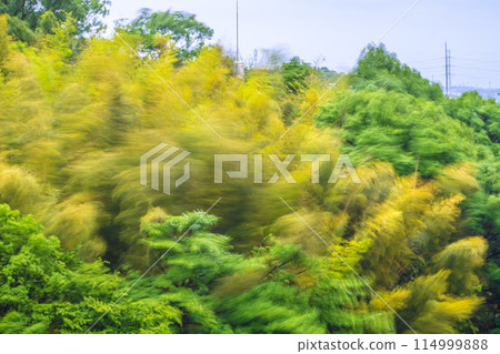 Yokohama cityscape in Japan: Beautiful yellow bamboo forest sways in the spring storm...image of endurance, strong winds, etc. 114999888