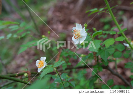 Neubara flower Neubara flower 114999911