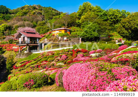 歌垣公園杜鵑花【佐賀縣木島郡白石町】 114999919