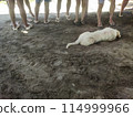 White, shaggy-furred dog 114999966