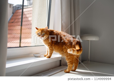 Cute ginger cat drinking water from bowl near the window Cute ginger cat drinking water from bowl near the window 114999994
