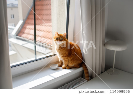 Cute ginger cat sitting at the window near feeding bowl with water Cute ginger cat sitting at the window near feeding bowl with water 114999996