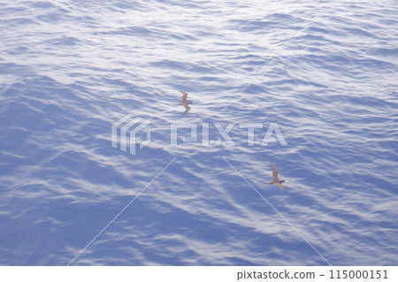 鳥兒飛越海 115000151