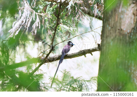 A Japanese Paradise Flycatcher Perched on a Tree Branch 115000161