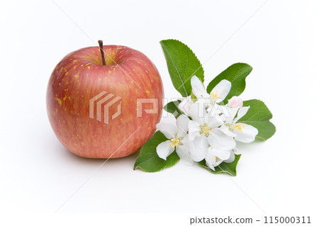 Sun Fuji (flowers and fruit) Sun Fuji (flowers and fruit) 115000311