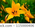 黃花 115000406