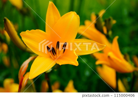 黃花 115000406