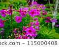 花 115000408