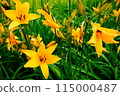 黃花 115000487