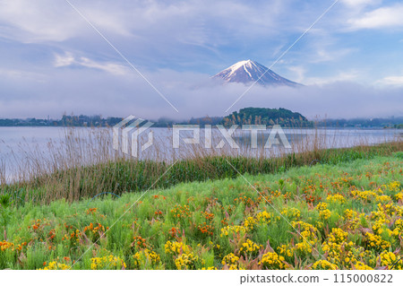 (Yamanashi Prefecture) Mount Fuji seen through the flowers at Oishi Park in Lake Kawaguchi (Yamanashi Prefecture) Mount Fuji seen through the flowers at Oishi Park in Lake Kawaguchi 115000822