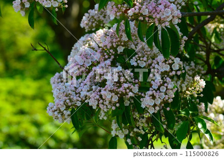 American Rhododendron (Kalmia) American Rhododendron (Kalmia) 115000826
