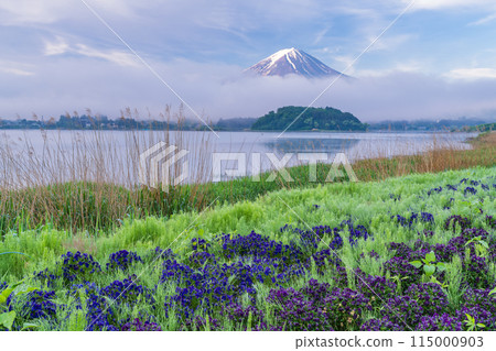 (山梨縣)河口湖大石公園的花朵中的富士山 (山梨縣)河口湖大石公園的花朵中的富士山 115000903