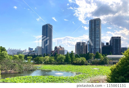 Shinobazu Pond 115001131