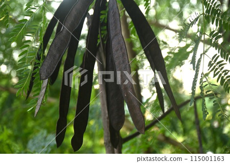 acacia seed hanging on branch on sunset in garden  115001163