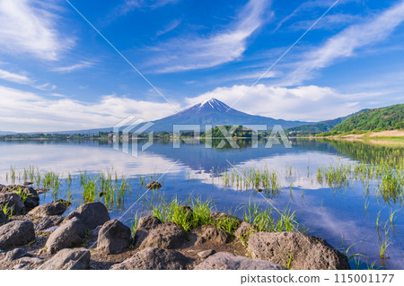 (Yamanashi Prefecture) Mount Fuji as seen from the lakeside of Kawaguchiko Oishi Park (Yamanashi Prefecture) Mount Fuji as seen from the lakeside of Kawaguchiko Oishi Park 115001177