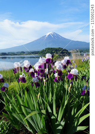 (山梨縣)河口湖大石公園的花朵中的富士山 (山梨縣)河口湖大石公園的花朵中的富士山 115001243