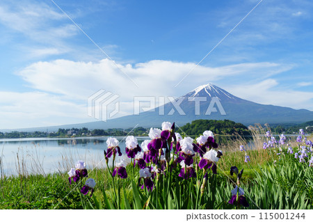 (山梨縣)河口湖大石公園的花朵中的富士山 (山梨縣)河口湖大石公園的花朵中的富士山 115001244