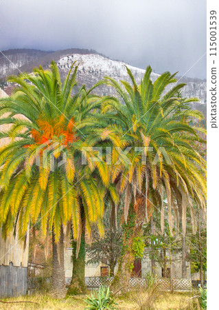 Old palm trees. Abkhazia, Adjara. Ancient Colchis Old palm trees. Abkhazia, Adjara. Ancient Colchis 115001539