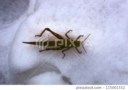 Snow fell on green grass and grasshopper spend winter 115001552