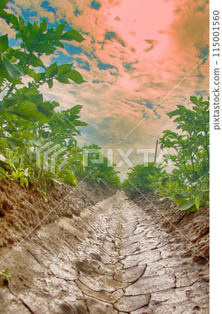 Planting potatoes with irrigational system Planting potatoes with irrigational system 115001560