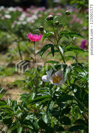 按鈕（淺粉紅色） 115001573