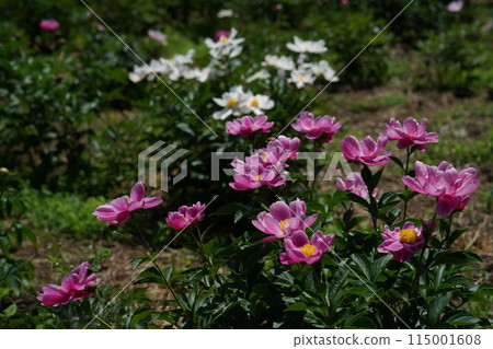 按鈕(淺粉紅色) 按鈕(淺粉紅色) 115001608