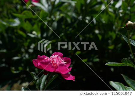 按鈕（淺粉紅色） 115001947