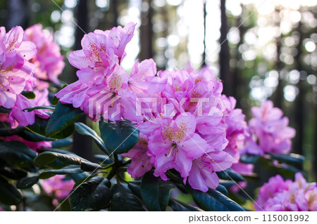 Pink flowers of Siberian rhododendron copy space. 115001992