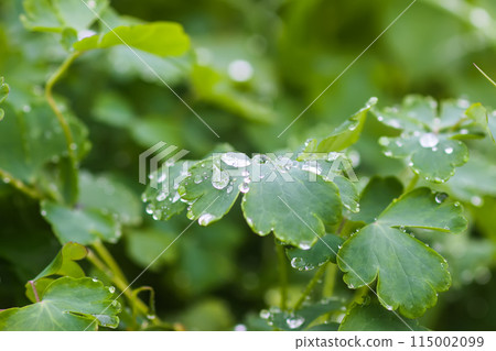 Close up of fresh grass with dew drops. Close up of fresh grass with dew drops. 115002099