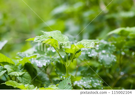 Close up of fresh grass with dew drops. 115002104