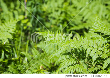Close-up of wild fern plants in forest. Green nature background. 115002135