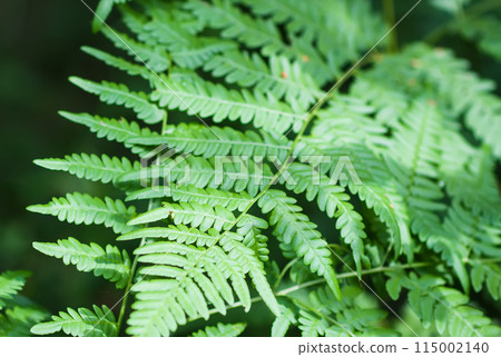 Close-up of wild fern plants in forest. Green nature background. 115002140