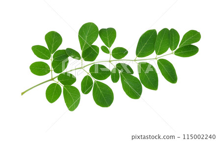 Moringa leaves isolated on white background 115002240