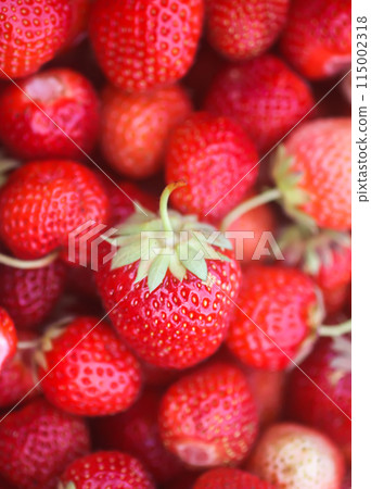 Fresh ripe organic strawberry. Freshly picked red berries. Healthy food. 115002318