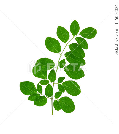 Moringa leaves isolated on a white background Moringa leaves isolated on a white background 115002324
