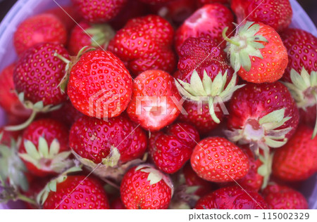 Fresh ripe organic strawberry. Freshly picked red berries. Healthy food. Fresh ripe organic strawberry. Freshly picked red berries. Healthy food. 115002329