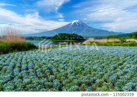 (Yamanashi Prefecture) Mount Fuji seen through the nemophila flowers at Oishi Park, Lake Kawaguchi (Yamanashi Prefecture) Mount Fuji seen through the nemophila flowers at Oishi Park, Lake Kawaguchi 115002359
