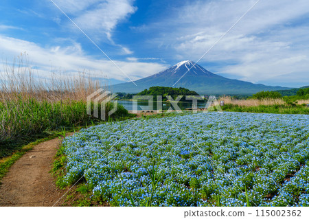 (Yamanashi Prefecture) Mount Fuji seen through the nemophila flowers at Oishi Park, Lake Kawaguchi (Yamanashi Prefecture) Mount Fuji seen through the nemophila flowers at Oishi Park, Lake Kawaguchi 115002362