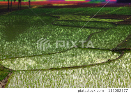 rice fields in Asia rice fields in Asia 115002577
