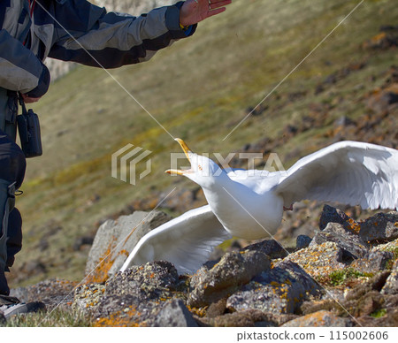Catching glaucous gull (Larus hyperboreus) with objective of ringing Catching glaucous gull (Larus hyperboreus) with objective of ringing 115002606
