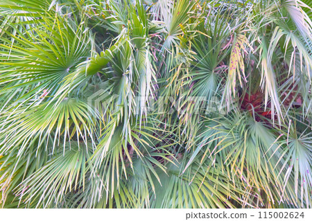 Hemp palm Chamaerops Hemp palm Chamaerops 115002624