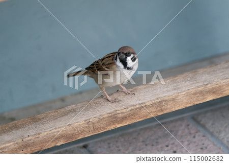 一隻麻雀來到了陽台 一隻麻雀來到了陽台 115002682