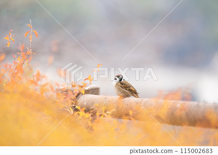 秋天的風景和麻雀 115002683