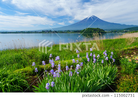 (Yamanashi Prefecture) Kawaguchiko Oishi Park: Flowers on the promenade and Mt. Fuji (Yamanashi Prefecture) Kawaguchiko Oishi Park: Flowers on the promenade and Mt. Fuji 115002731
