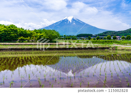 （山梨縣）水稻種植後的梯田對面的富士山 115002828