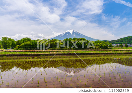 (Yamanashi Prefecture) Mount Fuji seen over rice terraces where rice has already been planted 115002829