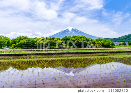 (Yamanashi Prefecture) Mount Fuji seen over rice terraces where rice has already been planted 115002830