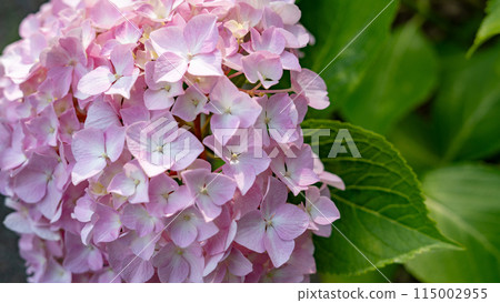 Hydrangeas at Hiroshima Botanical Garden Hydrangeas at Hiroshima Botanical Garden 115002955